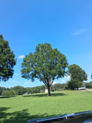Healthy shade tree kept strong with pruning