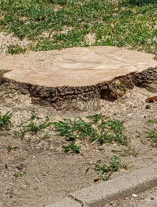 Stump ground flush to the ground